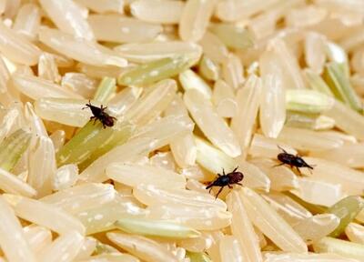 چگونه می‌توان از شرّ «سوسک برنج» خلاص شد؟