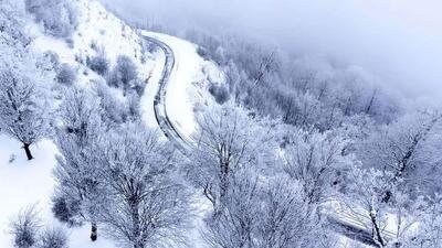 سفر به سرزمین مه و درختان + فیلم