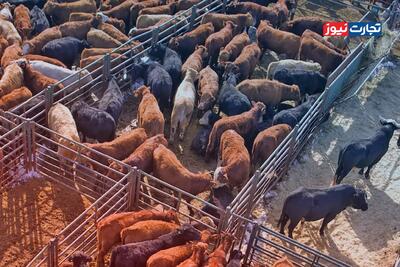 قیمت دام زنده امروز ۱۳ دی 1404 / میانگین قیمت گوسفند به ۴۰۰ هزار تومان رسید + جدول