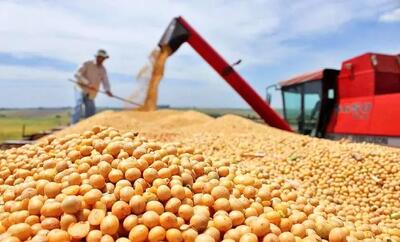 تزریق یک میلیون نهاده به بازار/مرغ ارزان می‌شود؟