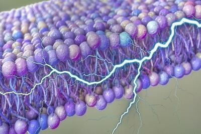 کشف یک منبع پنهان انرژی در سلول‌های انسان