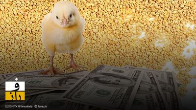 بازار نهاده‌های دامی | قیمت‌ها پس از حذف ارز ترجیحی ۴ برابر شد