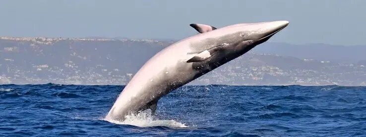 راز صدایی در اقیانوس که اولین‌بار ۶۰ سال قبل شنیده شد