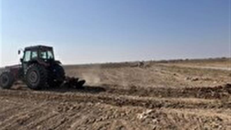 اجرای طرح مزرعه PVS گندم در سمنان