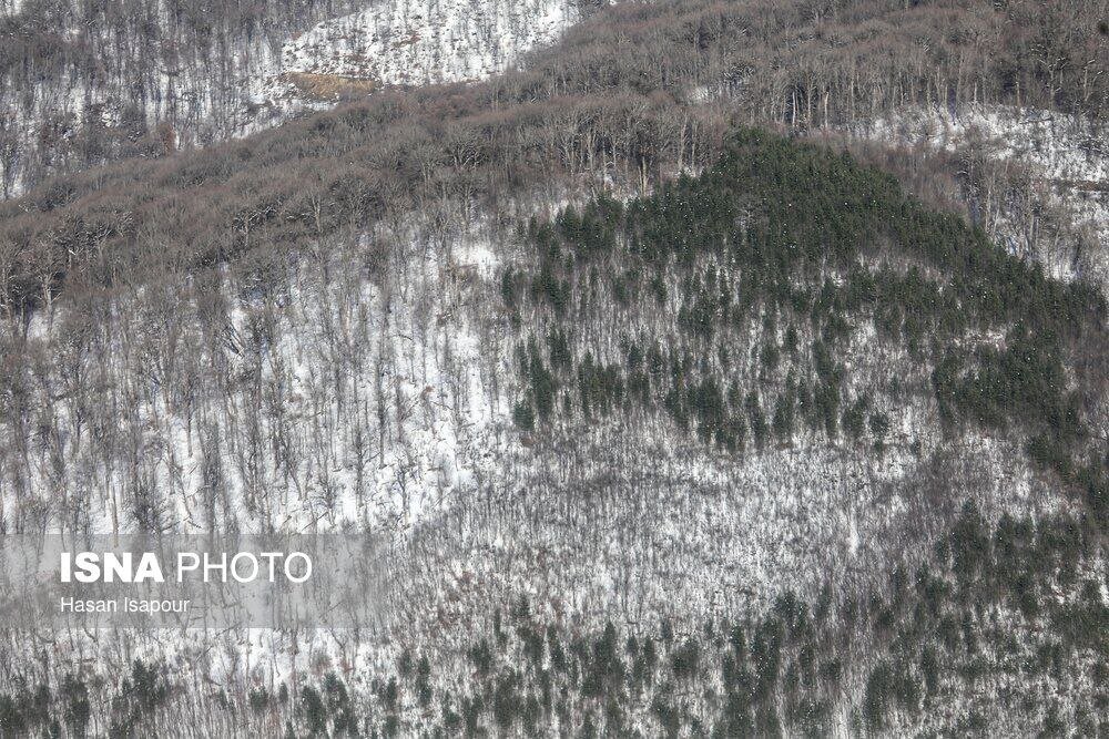 هیرکانی در آغوش زمستان